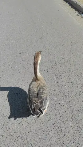 ياقوتة تتمشى ##ياقوتة_البطة_المشهورة #علي_الموسوي_بوكش #الرفيقة_ياقوتة #البطة #الوز_العراقي #البطة_المثقفة #بط #امراض_نفسيه 