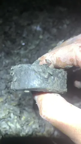 This long string of circular structures is actually part of the spine from an Ichthyosaur! 🐬🦈 Often, these bones are found scattered around, so to find them all in close proximity makes finding these so much more special🔬🧬 If you’d like an ammonite rock to crack open, please message us directly @yorkshire.fossils or visit our website yorkshirefossils.NET 🦕 For more videos, check out our YouTube channel Yorkshire Fossils 🏝 Thanks for supporting our page! 🐊 #natural #nature #fossil #fossils #ancient #animals #art #ammonite #ammonites #dinosaur #scientist  #minerals #paleontology #whitby #geologist #dorset #geology #charmouth #jurassic #yorkshire #fyp 