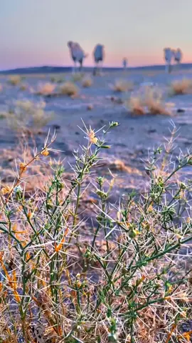 #قرب#الوعد#وتحدي