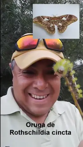 Oruga de Rothschildia cincta 🙂👍