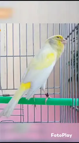 canário mais lindo que vc verá Hoje #canariosycanarias #canariobranco #canariobelga #canariodaterra #canarios #brasil🇧🇷 #viralizapeloamordedeus #canariobelgadefibra #canariosportiktok #viralvideos #canariosporelmundo 