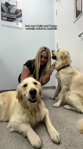 Replying to @Chrissie Delaney AD How are we only 14 weeks away from out move now?!✈️we have been using @tails.com over the last 2 years so our dogs are the healthiest they can be for the journey! #rosieandharry 