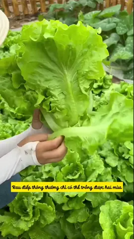 Hạt giống xà lách Ý chịu nhiệu, chịu lạnh. Ăn giòn, ngọt nha.  #xalachchiunhiet #hatgiongrauxalach #xalach