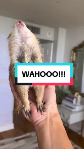 Another big WAHOO from Poppy right before the snack chair 😂🥰 • • • #prairiedog #animals #pet #funny #petlover #animal #tiktokanimals #cute #fyp #foryou #viral #fypシ #poppytheprairiedog #tiktokviral #trending #wahoo #viraltiktoks 