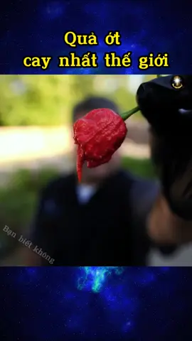 Quả ớt cay nhất thế giới |Bạn biết không #banbietkhong #khampha #khoahocthuvi