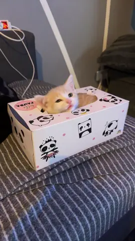 Cat in the box…😅❤️ #nejitime#neji#Love#catsoftiktok#funny#lovecat#comedy#cutecat