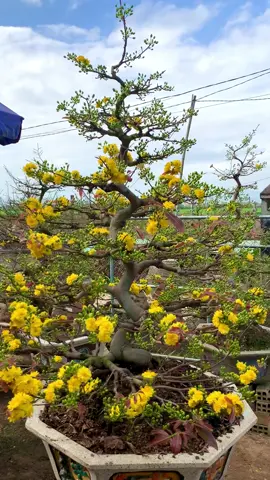 Mai vàng nở rộ, chào đón xuân mới. #maivang #caymaivang #vuonmaivang #bonsaimaivang #MaiVangBinhDinh 