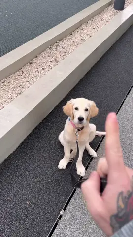 Io, Paloma e la cacca