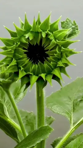 Sunflower Timelapse #timelapse #seed #sunflower #tree #grow 