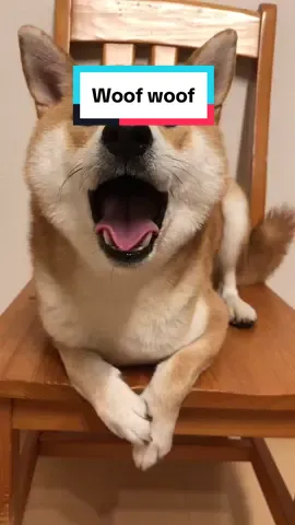 Woof woof. 🐕 #shibainu #shibadog #shibalove #happy #woof #柴犬 #funnypets #dog 
