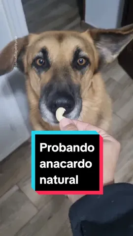 Leed esto antes de decir que los perros no pueden comer anacardos. Los frutos secos en general se pueden dar sin sal, en pequeñas cantidades y como algo puntual, no deben formar parte de su alimentación, porque pueden afectar a la asimilación de ciertos nutrientes y causar daños. Especial atención a las nueces y nueces de macadamia, muchas fuentes lo desaconsejan como algo muy tóxico, otras derriban este tabú hablando de dosis, pero creo que es mejor evitarlas. No obstante yo no soy nutricionista, esto solo lo explico porque siempre me cae hate con todo. Doy por hecho que alguien que vaya a darle un alimento a su perro no lo hace porque lo vea aquí, entiendo que la gente se cuestiona y se informa en fuentes fiables. Y dicho esto... disfruten del vídeo 🤣 #anacardo #perro #perros #perrosprobandoalimentos #perrosprobandocomida #Wilma #Arena #Vespa #Akira 