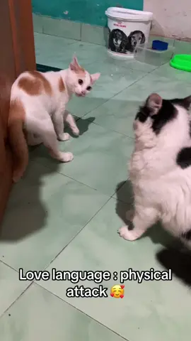 Lagu ini didedikasikan untuk kedua makhluk yang kesabarannya setipis tisu apalagi saat minta makan 😭 #capidanacimi #kucingtiktok #physicalattack #adayinmylifecat 