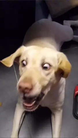 Dog memes in slow motion.#funny #dog #cute #tiktok #foryoupage #foryou 