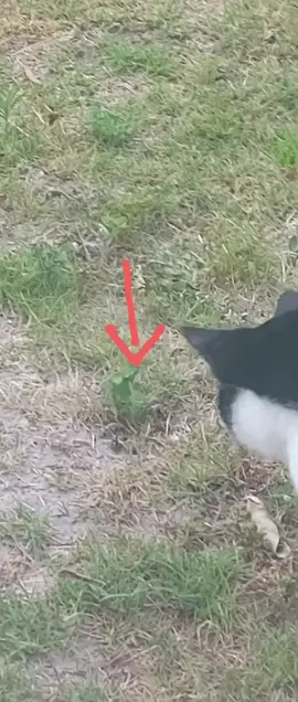 The mole stole the plant and the cat is confused!#cat #moles #garden #weskus #plaasmol #ladybugnursery #nonnievdb @Plaasmol 