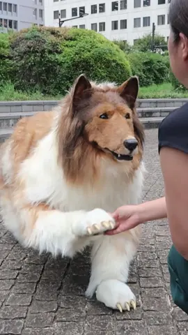 I become a dog and played in a city park!　犬になって街の公園で遊ぶ！　#dog  #quadsuit  #collie  #toco  #toko  #着ぐるみ  #fursuit  #kigurumi  #犬