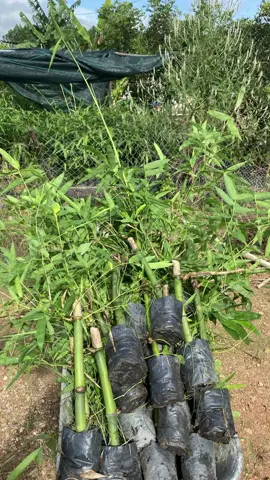Giống tre tứ quý ươm 1 tháng rưỡi đến 2 tháng #tretuquy #nongnghiep 