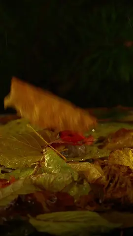 جمال الخريف وصوت المطر وتناغم الكلمات احساس لا يدركه الا صاحب الخيال العالي، صباحكم خريف جميل ، #تصويري #استرخاء_راحه_نفسيه_هدوء #كاميرا_احترافية #التصوير_البطيء #تصويري 