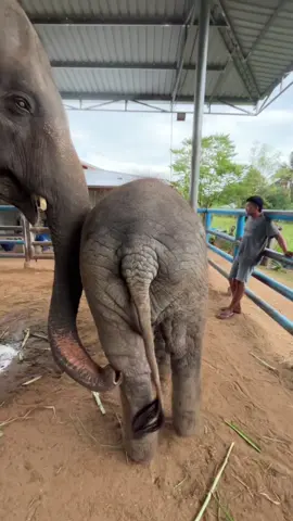 ไอ้เราก็กินเก่งซะด้วยสิ🥰💖#น้องขวัญใจเมืองสุรินทร์ #ช้างน้อย #ช้างสุรินทร์ #elephantthailand 
