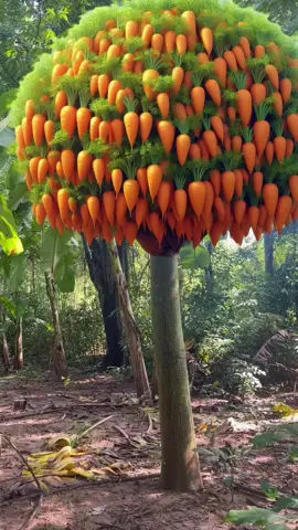 Great carrot tree