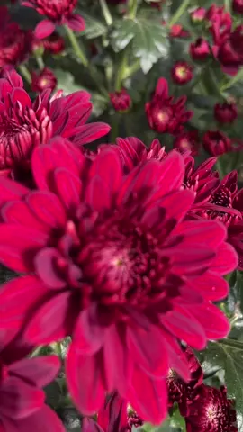 #مزارع_استرا #تبوك_الورد #ورد #اكسبلورexplore #like  