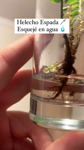 🌿 Miren a este pequeño guerrero: 🗡️ Un esqueje de #helecho espada que obtuvimos con gran cuidado, separándolo de un helecho más grande sin dañar sus raíces. 🌱 👨‍🌾**Consejos para el Cuidado de tus Helechos:** 🌦️💧 - Proporciona luz indirecta brillante. ☀️ - Mantén el sustrato ligeramente húmedo. 🚿 - Reproduce la humedad del entorno natural de la selva. 🌧️ 🤓🌱**Paso a Paso para Esquejar un Helecho:** 🪴 Revisalo en mi cuenta de instagram 👇🤓🌱 Guiabotanico_plantasdeinterior