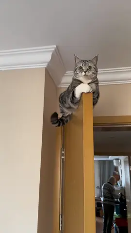 What is she thinking #cats #catsoftiktok #catslovers #catslovers #cutecat #foryoupage 