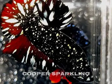 COOPER SPARKLING (AVAILABLE)  VVIP GRADE ✔️ MEDIUM SIZE✔️ READY WHOLESALE  Qty : 50-100-200-300-400 Https ://t.me/Nebula_influancer01 📟PAYMENT PAYPAL✔️, WECHAT ✔️, ALIPAY✔️ 🌏WORLD WIDE SHIPPING🌏  #bettajapan #bettaworld #bettacanada #bettafrance #bettagermany #aquarium #bettaindonesia #bettabelgium #bettachina #bettahongkong #bettafish #cupanghias #bettaarabsaudi #bettaqatar #bettaphilippines #bettavietnam #bettaengland #bettauk #bettausa #30u #bettagermain #bettaworld #fyp #cupang #bettafish #betta #viral 