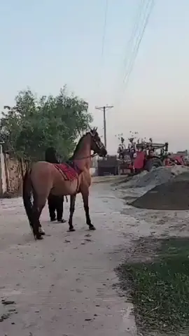 🖤❤🖤#fayyazkhan4911 #horselover #tentpagging #foryou #foryoupage #fyp #CapCut #fypシ 