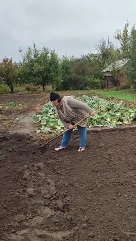 Плідно попрацювали сьогодні #огород #скорожу #часник #посадка #саджугород #капуста #робота 