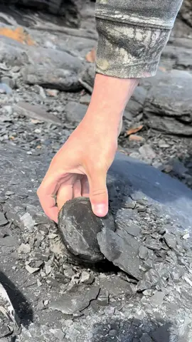 Here is a limestone rock that we found in a loose shale slab and opened up on the beach with our geology hammer 🏝🌊 The surrounding shale is softer than the limestone and is easily removed. Inside was a beautiful Dactylioceras ammonite from the Jurassic along with a belemnite (fossil squid) 😍🦑 This ammonite is around 180 Million Years Old 💀  If you would like an ammonite rock to crack open, please message us directly on yorkshire fossils or visit our website yorkshirefossils.NET for nodule bundles! 🦕 For more videos, check out our YouTube channel Yorkshire Fossils 🏝 Thanks for supporting our page! 🐊 #natural #nature #fossil #fossils #ancient #animals #art #ammonite #ammonites #dinosaur #scientist  #minerals #paleontology #whitby #geologist #dorset #geology #charmouth #jurassic #yorkshire #beach #coast #sea #water #squid #fyp 