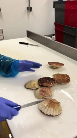 je te prends comment on ouvre les coquilles Saint-Jacques à ma technique je dis pas qu’il est meilleur mais il est meilleur quand même ##pourtoi##foryou##foyoupage##coquillages#