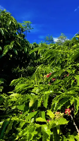 Chỗ mí bạn hái cà phê chưa #xuhuongtiktok2021_fl_tym💕😘cmt 