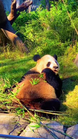 #动物园#熊猫