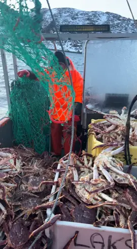 #deadliestcatch #kingkrabba #kongekrabbe #fiske #fisjing #fishing 