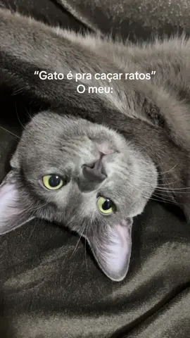 Minha mãe me criou com dengo, dengosa! 🥰 #cats #catslovers #gatostiktok #catsoftiktok #videosdegatos 