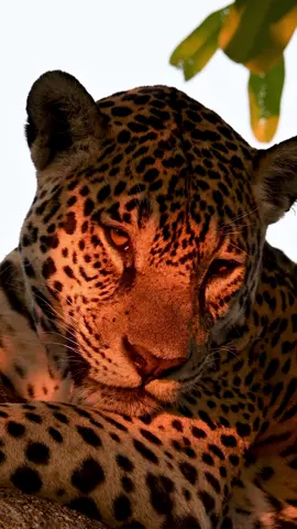 MAJESTIC JAGUAR OVER SUNRISE LIGHT! 🌅 #wildlife #natgeowild #wildlifetiktok #bigcatsoftiktok #wildanimals #bigcats #oncapintada #jaguar #fotografosbrasileiros #wildlifeconservation #fotografotiktok #fyanimal #pantanal 