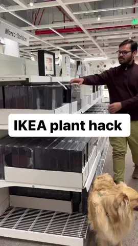 Cute ikea plants hack! 📸: @Miguel Romero  #plants #houseplants #plantcommunity