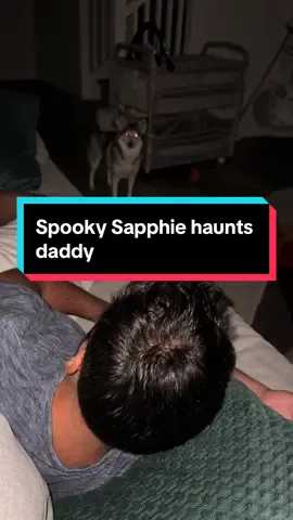 Spooky Sapphie haunts daddy 😂🧙‍♀️👻🎃 #spooky #happyhalloween #halloween #dogs #fyp 