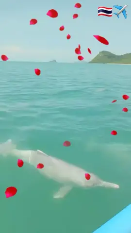 🐬 Amazing in Thailand 💚🐬 & So Cute Dolphin here ❣ ✈ At Surat Thani Province ⛱⚓🐳🚤🛳🐠🐬🦞 #Dolphin #Love #Cute🎉✌🐬🐬 #Surat Thani  #Province #Unseen #Amazing  #Koh #wonderful  #Tourist #Attraction #Beach #Beautiful #Sea #ISand #Sun  #Andaman #Southern  #Thai #Thailand #🇹🇭 📍🌴🌴😎🇹🇭👍🎶🌴☀️⛱ ✌Bienvenue en Thailande 🇹🇭      タイへようこそ      태국에 오신 것을 환영합니다  🤟✌💚🖐✊🎶🎵 #Thailande #Bienvenue  #ようこそ #タイ #태국 #환영합니다 #어서 오세요 ~༺✿*¨`*•.¸♡¸.•~✈ 🧸#краб~💚 ✌パウﾁｬン～🖐 🎸뿌장~🤟✈#Пуу~🎧🎼🎵🎶🛩 #TikTokUni #Longervideos @краб @краб @краб 