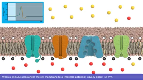 [3oldl3_Sj0g] Cell Biology _ Action Potential