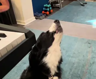 Indi back in the studio today!! #singing #singingdog #goodgirl #bordercollie #bestie #🐶💞🫶🏼