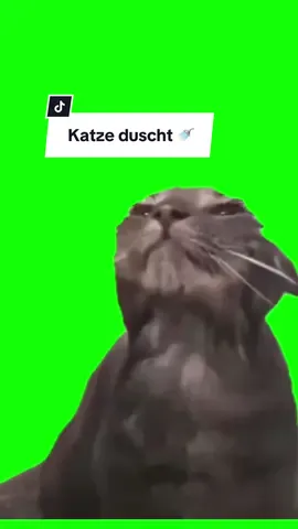 Katze duscht Meme | Greenscreen #Meme #MemeCut #katzenmemes #catmemes #deutschememes #greenscreenmemes #greenscreenglow #witzigememes #legendärememes #viralememes 