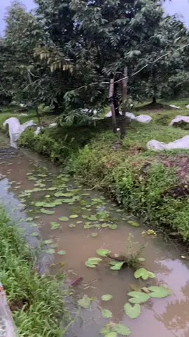 Đang xổ nhuỵ 1 cơn mưa lớn gãy làm đôi  cây sầu riêng , nổi buồn của người nông dân 💪🏻#saurieng #uoclenxuhuong #xuhuong2023tiktok❤️🌈✔️ 