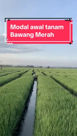 1jt sudah cukup buat tanam bawang merah? Tertarik buar tanam bawang merah? #fypシ #petani #bawangmerah #nganjuk 