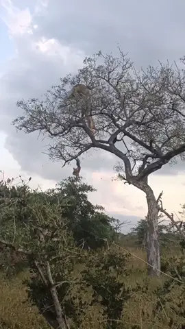 Lion attacks leopard in tree!😯 #tingedby Fj Mammes