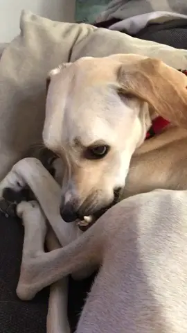 Follow me if you think I’m cute! Will you help me reach my goal 1k followers? #pet #fyp #foryou #petlover #tiktok #bestfrienday #tiktokanimals #dogsoftiktok 