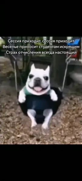 #сессия #мем #meme #fup #сессияприходит #рек #собака