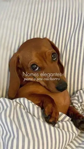 Qual o nome do seu? Deixa ai nos comentários mais ideias para um proximo video. #nomesparacachorros #nomesoldmoneyparacachorros #nomeschiques #nomeschiquesparacachorros #oldmoney #nomesoldmoney #oldmoneyaesthetic #viral #fy #foryouforyoufortou