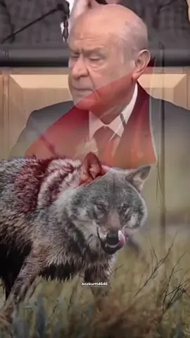 inceldiği yerden kopsun...🐺 #bozkurtt4646 #kesfetengellimikaldir #kesfetttttttttttttttt #tiktokkkkk 