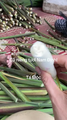 Em đang ở thủ phủ của củ niễng. Niễng ăn sống cũng rất ngon, giòn ngọt thơm. Chiều mai em về tiện công đem về cho các anh chị 💰Giá mua chung: 40k/bó 10 cây; 105k/3 bó. Niễng xào trứng, zào thịt bò best của best nhúng lẩu, làm gỏi cũng rất ngon. ✅Biết ơn những nhân duyên tới trong cuộc đời <3#Ta_Mộc # #Từ_vườn_tới_bàn_ăn  